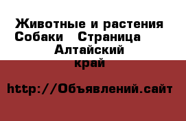 Животные и растения Собаки - Страница 22 . Алтайский край